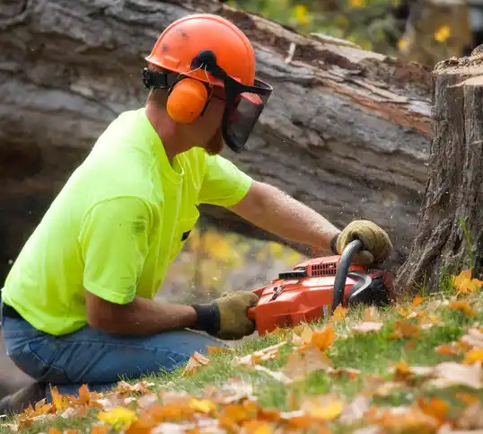 tree services North Potomac